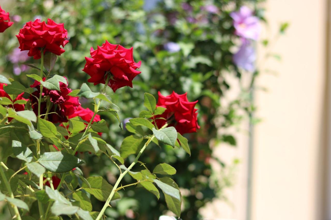 Chinor Garden Hotel Tasjkent Buitenkant foto